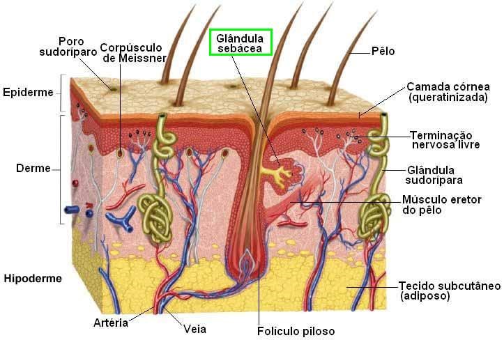 Massagem Corporal Beneficios4 Tecido Adiposo Massagem Sao Paulo Guarulhos